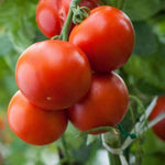 Ace VF tomato seeds low acid variety for home garden