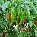 Achar hot pepper seeds Capsicum annuum for home gardening spicy pepper seeds