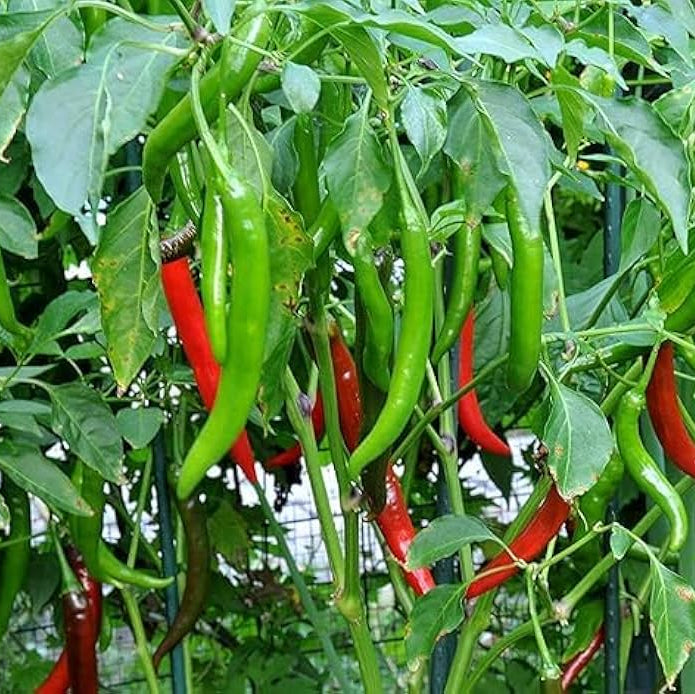 Achar hot pepper seeds Capsicum annuum for home gardening spicy pepper seeds