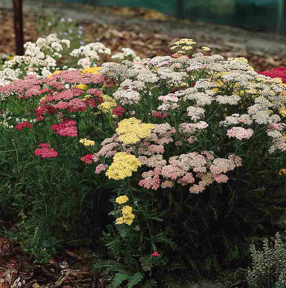 Achillea Millefolium Yarrow Colorado Mix Seeds – Flower Seeds for Garden and Container Planting