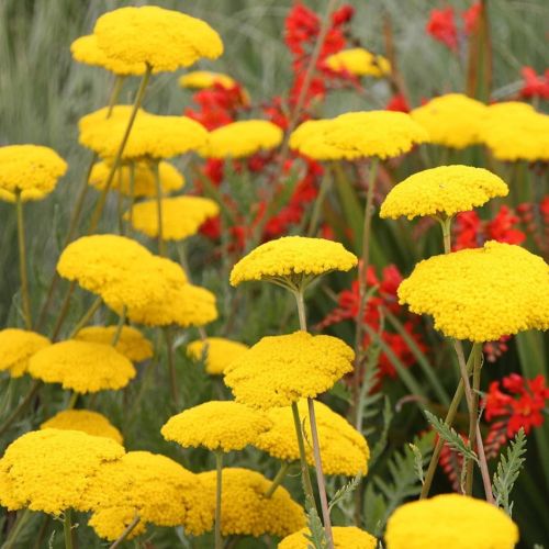 Achillea Filipendulina Cloth Of Gold Imported Tiny heirloom non-gmo organic garden seeds