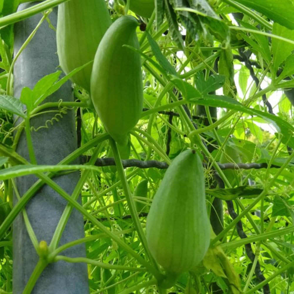 Cyclanthera Vegetable Seeds for Planting