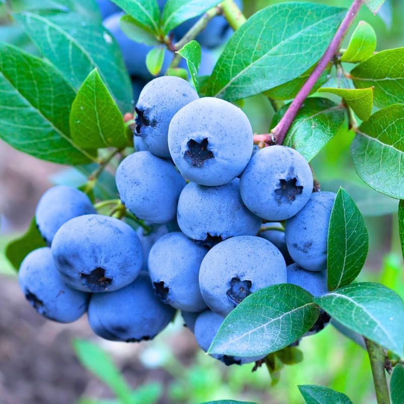 Acidic soil requirement for planting blueberry seeds
