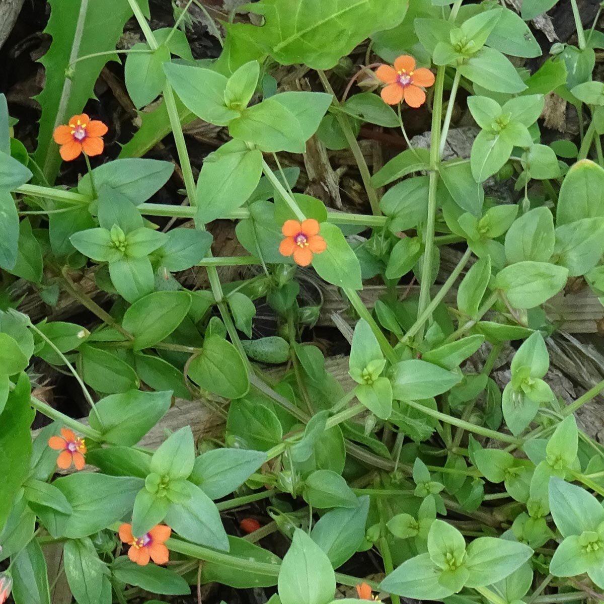 Scarlet Pimpernel Flower Seeds