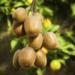 Actinidia chinensis seeds for growing hardy kiwi vines
