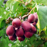 Actinidia purpurea kiwi seeds for hardy vine gardens