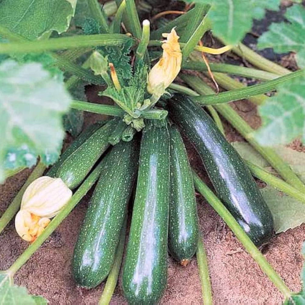 Green Zucchini Seeds for Planting Heirloom Non GMO Garden Seeds