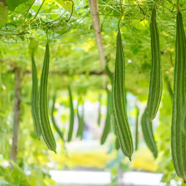 Acutangula heirloom seeds for home gardening