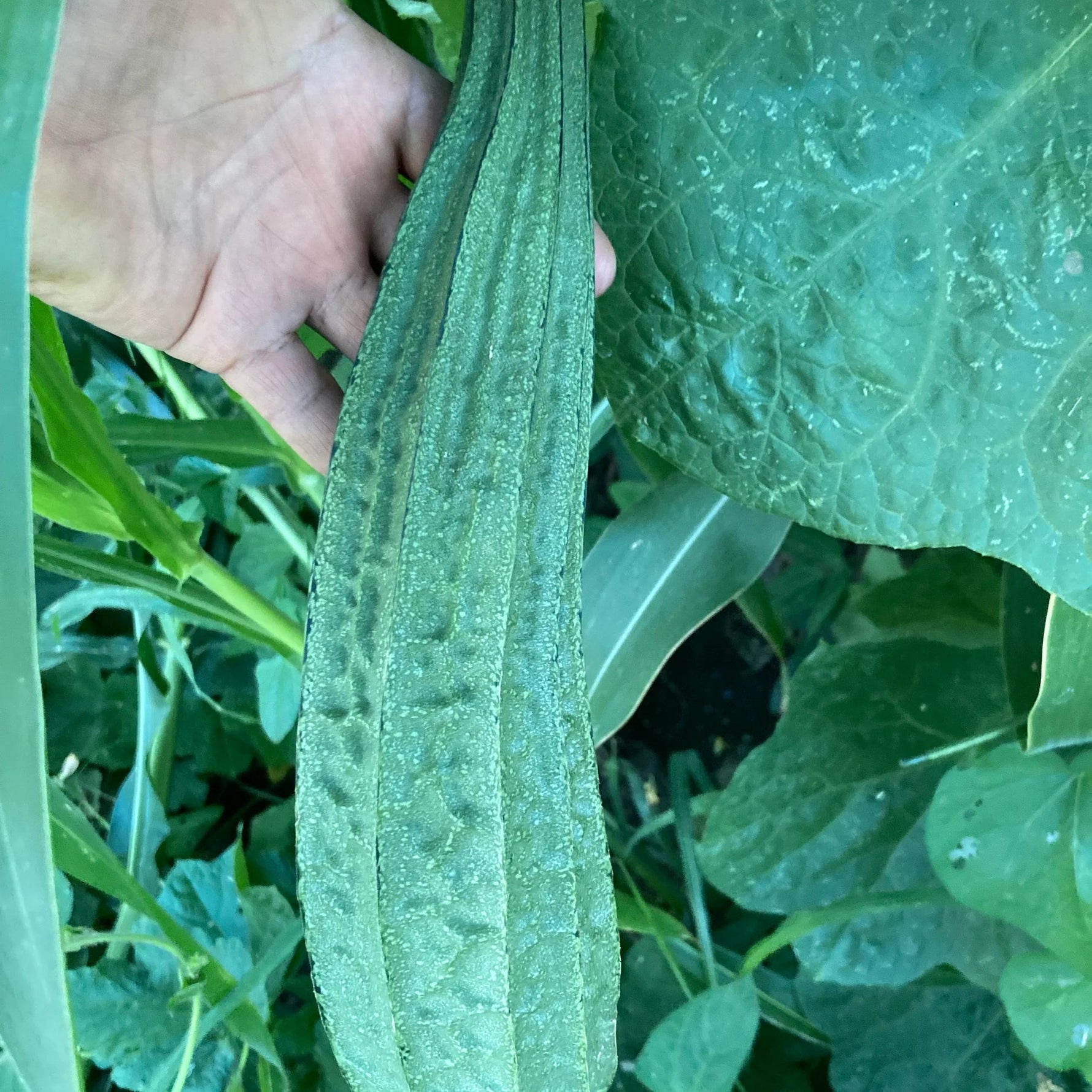 Acutangula seeds for high yield warm climate plants