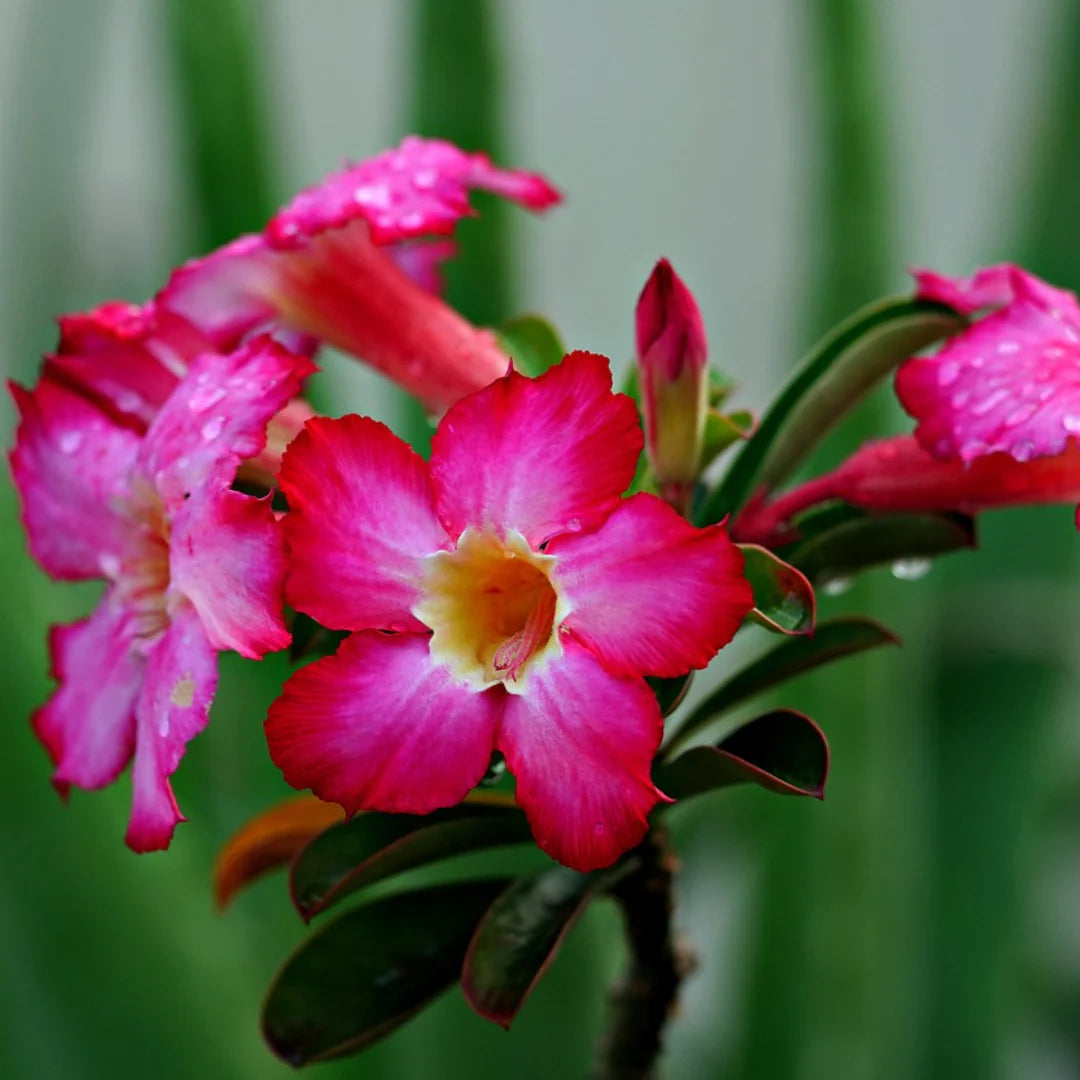 Desert Rose Adenium Obesum Bright Pink Flower Seeds for Planting