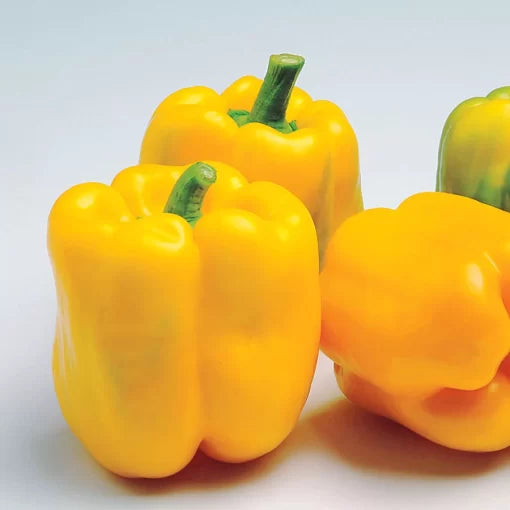 Admiral Hybrid Pepper Seeds yellow bell pepper high germination