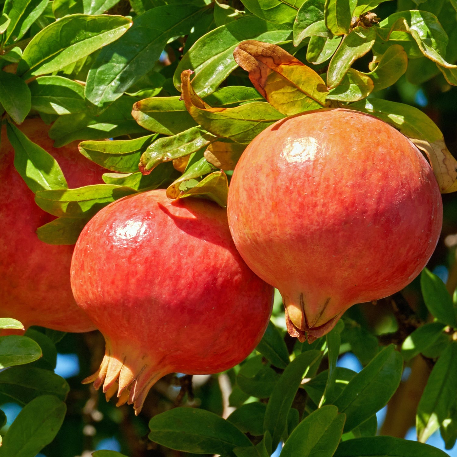 Grenadier Apple (Malus domestica)