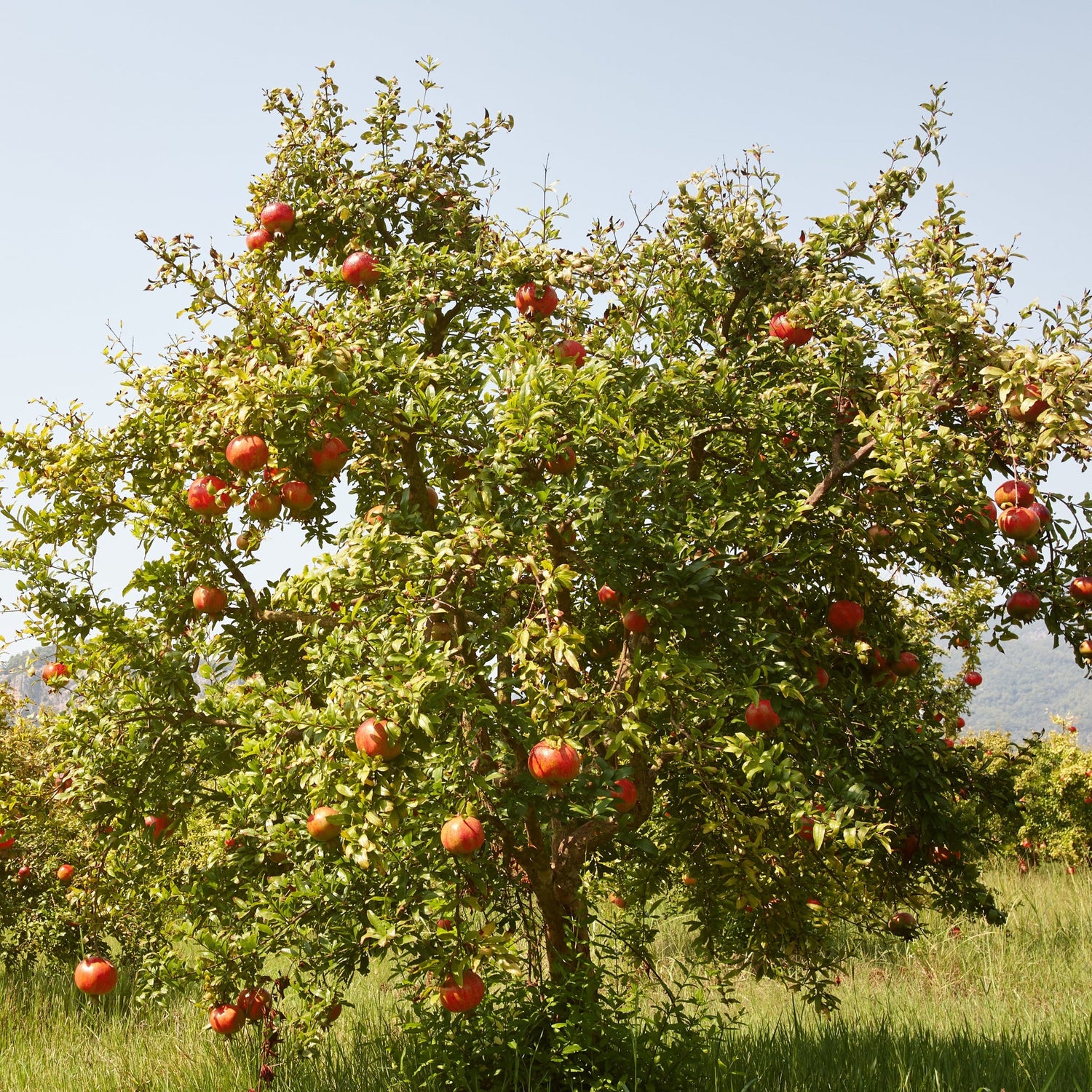 Grenadier Apple (Malus domestica)