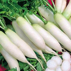 long white Japanese Minowase radish roots growing in soil

