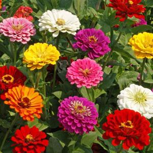 close-up of large 5-6 inch diameter blooming Zinnia with vibrant petals


