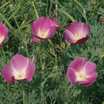 field of blooming purple California poppies with sunlight

