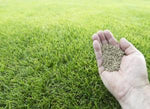 roots of Tall Fescue grass showing deep root system

