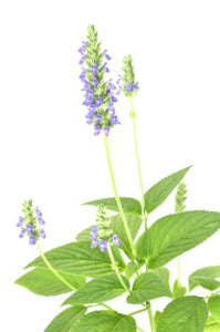 high-germination-non-gmo-salvia-hispanica-seeds

