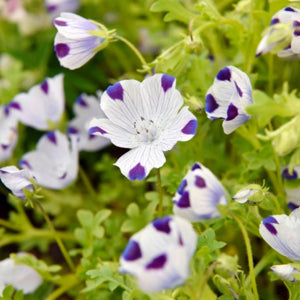 garden border with dense mounds of five spot flowers

