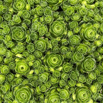 Aeonium dodrantale seeds compact rosette succulent for planters