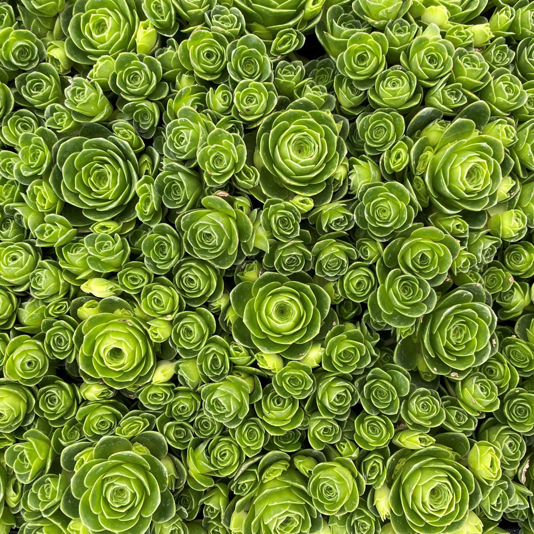 Aeonium dodrantale seeds compact rosette succulent for planters