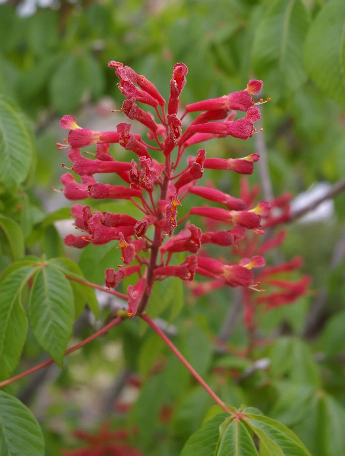Aesculus Pavia Plant Seeds for Planting