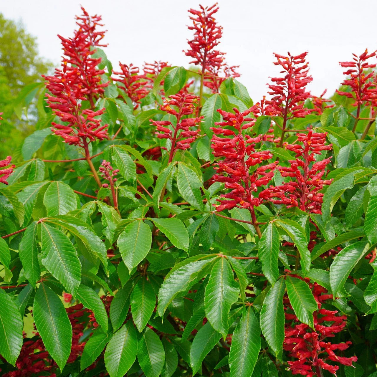 Aesculus Pavia Plant Seeds for Planting