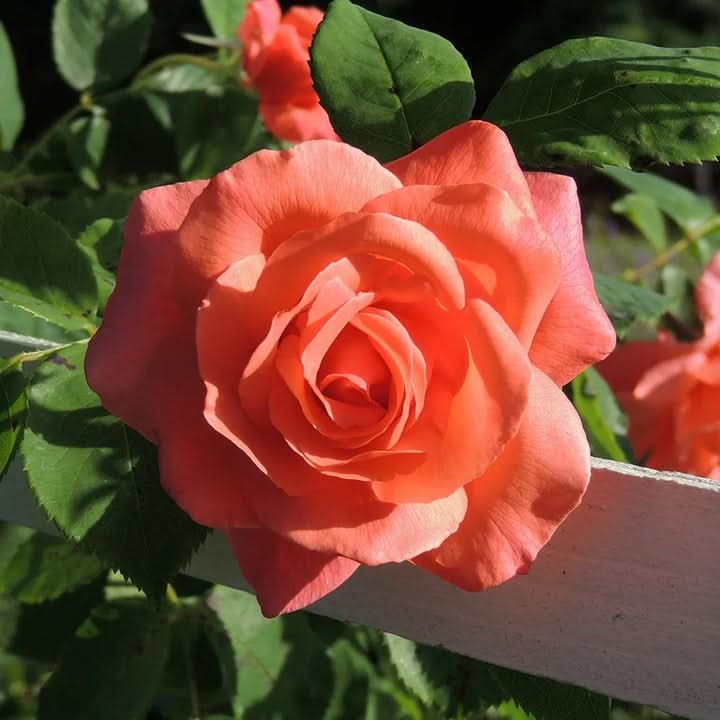 Climbing Rose Flower Seeds for Planting –  Heirloom, Non-GMO Garden Seeds