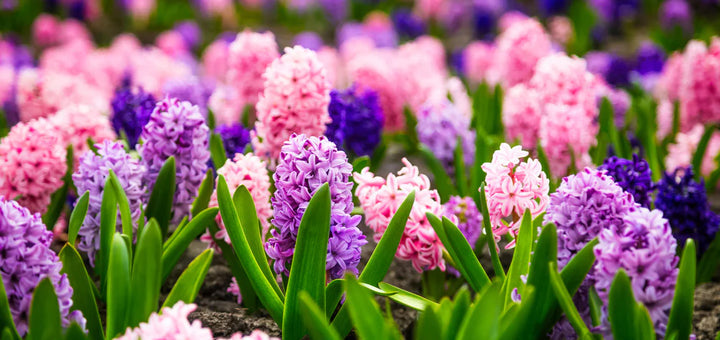 Hyacinth Flower Seeds for Planting, Multi-Colored, 100