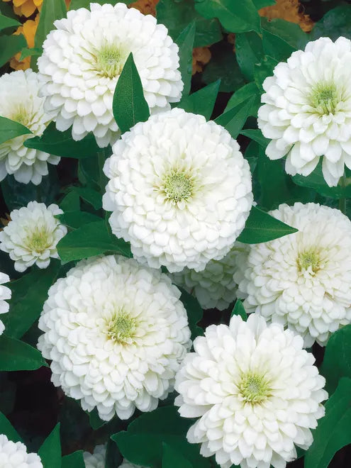 Zinnia Seeds - Benary Giant White