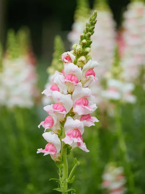 Column Seeds - Appleblossom