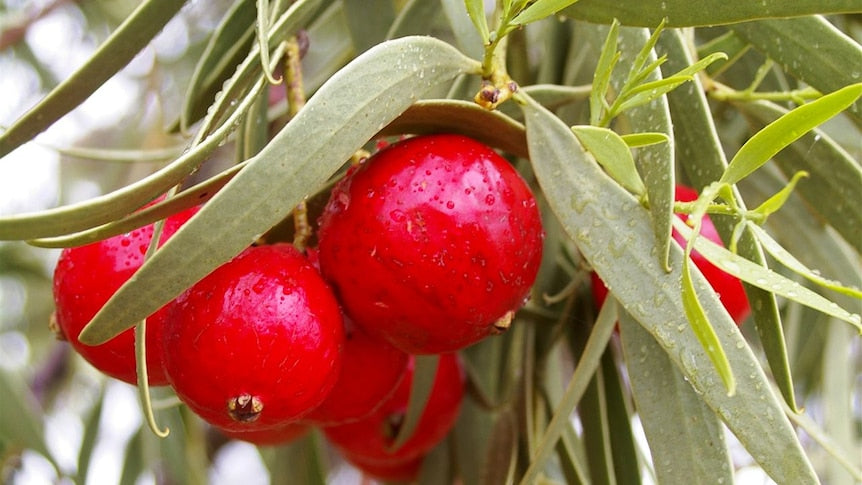 Quandong (Santalum acuminatum) – Native Australian Fruit with Tart, Refreshing Flavor