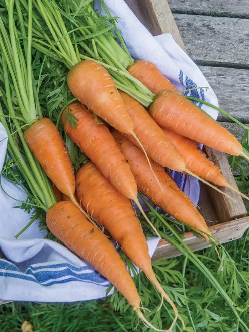 Carrot Seeds (Organic) - Chantenay Red Cored