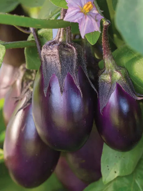 Eggplant Seeds - Patio Baby