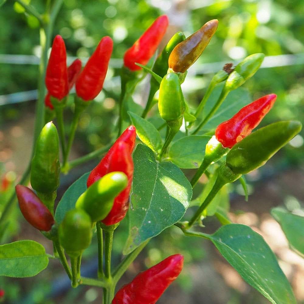 Capsicum frutescens African Bird's Eye Pepper Seeds High Heat Variety