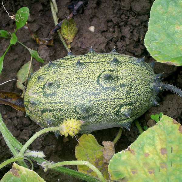 African Horned Cucumber Cucumis metuliferus seeds for urban garden