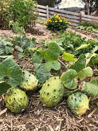 African Horned Cucumber Seeds for gardening and outdoor planting