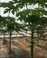 African Kiwano seeds for home garden growing