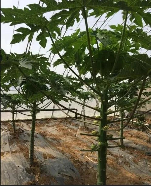 African Kiwano seeds for home garden growing