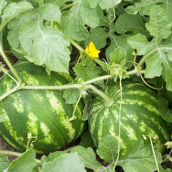 African Kiwano rare fruit seeds for home gardens