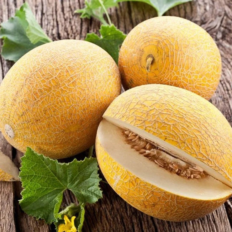 Kiwano vine seeds high germination for gardens