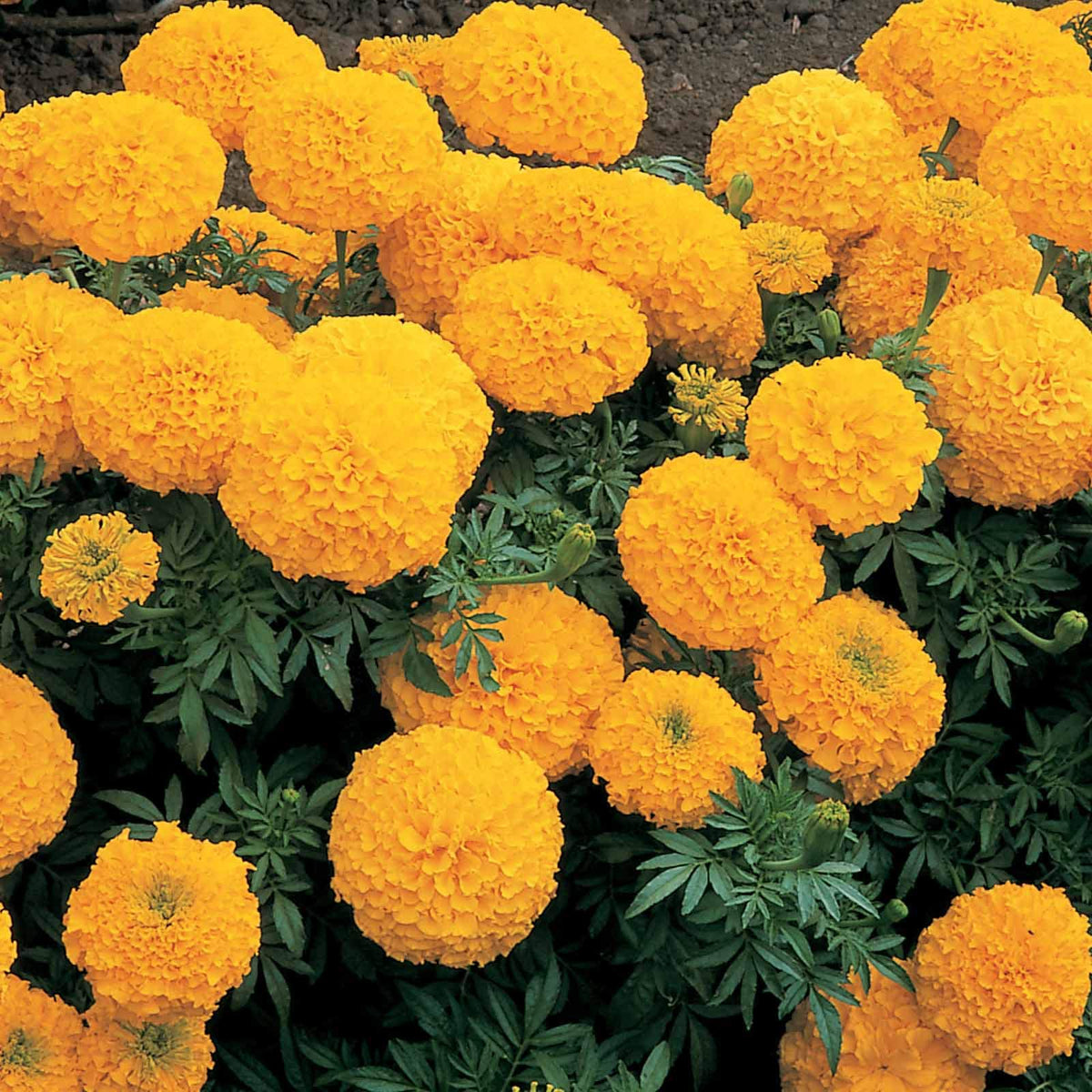 African Marigold Antigua Primrose seeds for bright yellow garden blooms - Dharaseeds