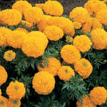 African Marigold Antigua Primrose seeds for bright yellow garden blooms - Dharaseeds
