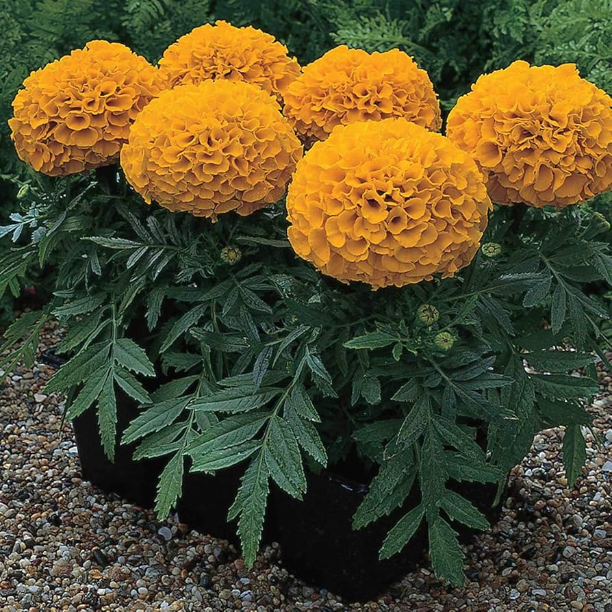 African Marigold Antigua Primrose seeds for bright yellow garden blooms - Dharaseeds