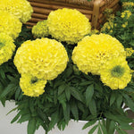 African Marigold Antigua Primrose seeds for bright yellow garden blooms - Dharaseeds