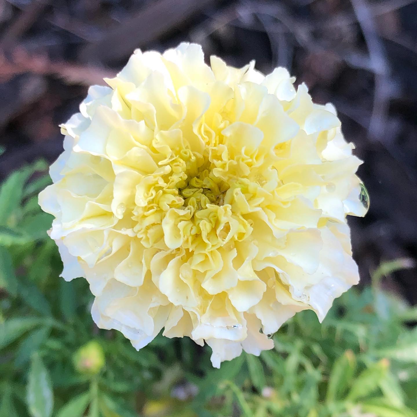 Marigold Flower Seeds