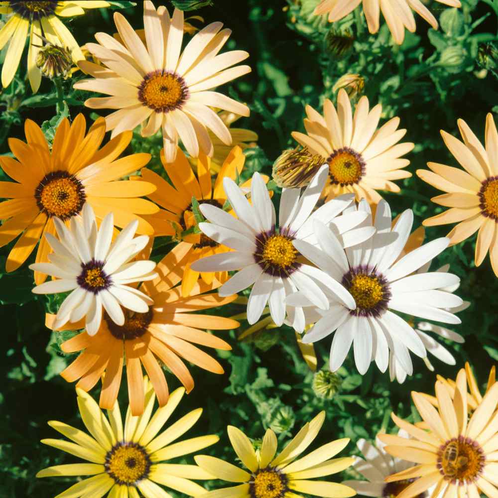 African Daisy Mixed Colors Flower Seeds