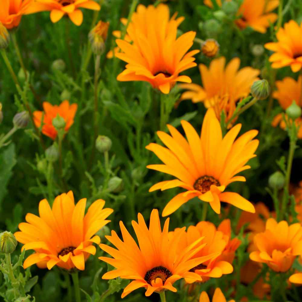 African Daisy Bright Orange Bloom Seeds