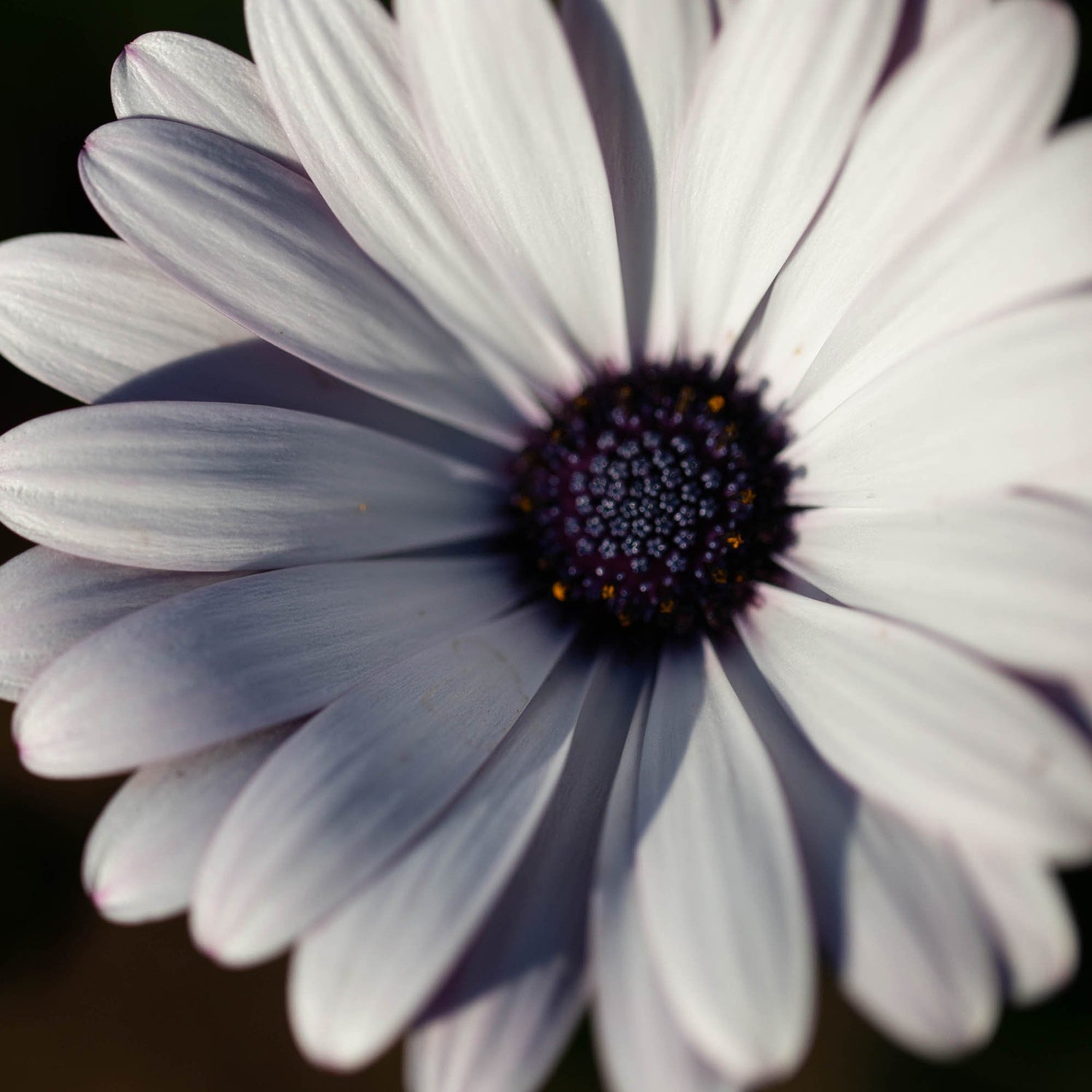 African Daisy Pure White Petal Seeds