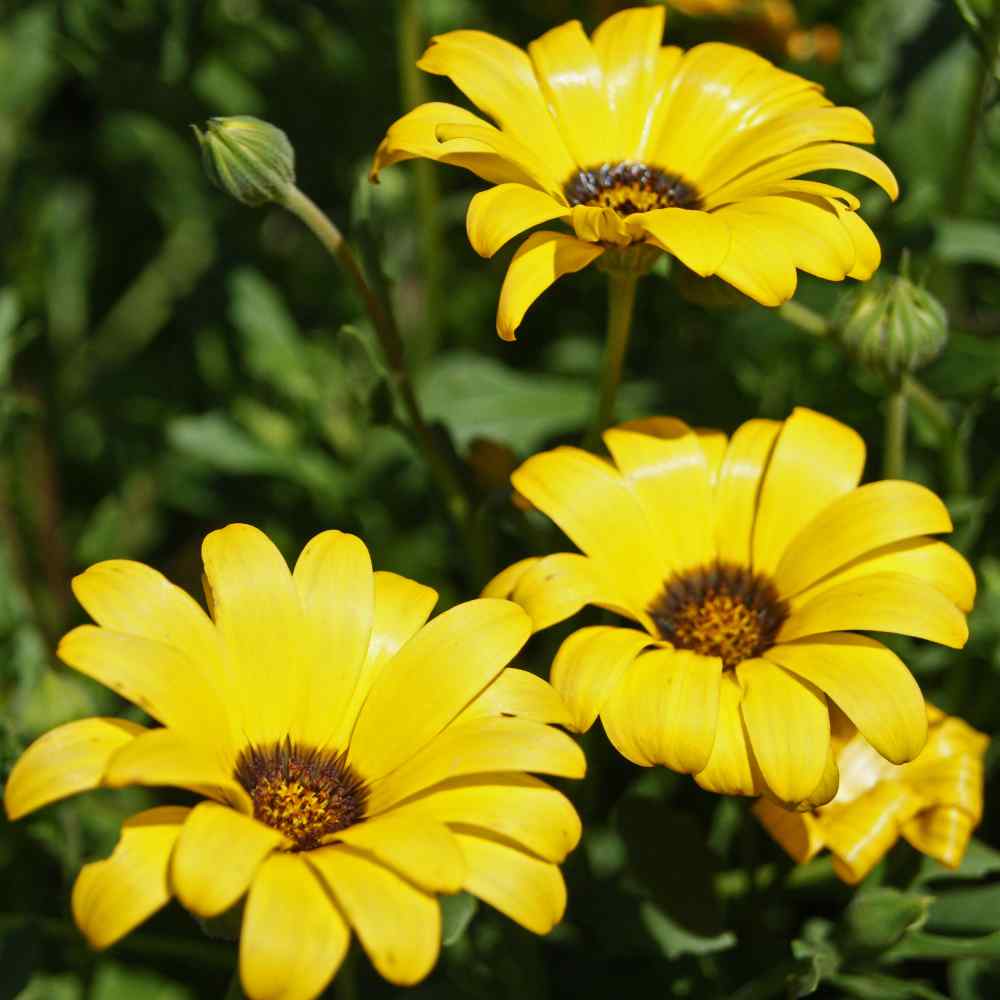 African Daisy Golden Yellow Flower Seeds